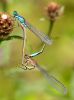 Common_Blue_Damselfly100718-6598.jpg