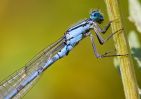 Common_Blue_Damselfly~0.jpg