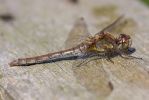 Common_Darter~1.jpg