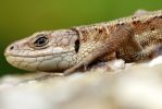 Common_Lizard.jpg