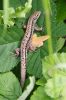 Common_Lizard070707-01.jpg