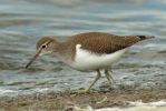 Common_Sandpiper070826-01.jpg