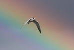 Common_Tern.jpg