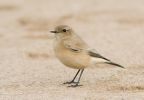 Desert_Wheatear.jpg