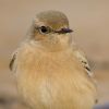 Desert_Wheatear081112-9495.jpg