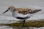 Dunlin01.jpg