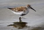 Dunlin05.jpg