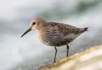 Dunlin090907-039.jpg