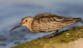 Dunlin090926-1603.jpg