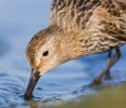 Dunlin090926-2040.jpg