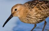 Dunlin090926-2544.jpg