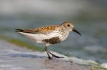 Dunlin1.jpg