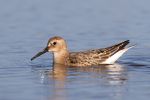 Dunlin101010-4560(700).jpg