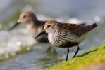 Dunlin3.jpg