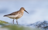 Dunlin_20131007_Toft-Newton_0002.jpg