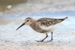 Dunlin~2.jpg