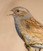 Dunnock090401-029.jpg