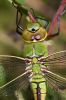 Emperor_Dragonfly100620-4320.jpg