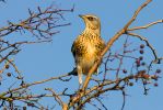 Fieldfare.jpg