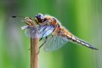 Four-spotted_Chaser~0.jpg