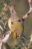 Goldcrest101010-4362.jpg