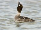 Goldeneye090314-079.jpg