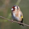 Goldfinch090221-192.jpg