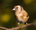 Goldfinch091019-2706.jpg