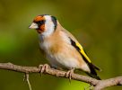 Goldfinch091025-2831.jpg