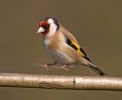 Goldfinch100313-5277.jpg