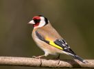 Goldfinch100411-6599.jpg