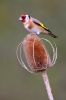 Goldfinch101121-6623b.jpg