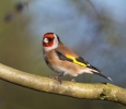 Goldfinch_20120102_Chambers-Farm-Wood_0003.jpg