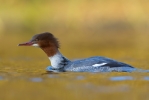 Goosander_20111127_Boultham-Park-Lincoln_0003.jpg