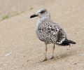 Great_Black-backed_Gull.jpg