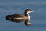 Great_Northern_Diver.jpg