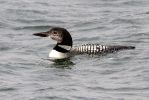 Great_Northern_Diver071117-6997.jpg