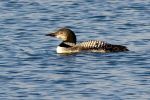 Great_Northern_Diver071117-7009.jpg