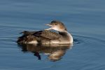 Great_Northern_Diver~0.jpg