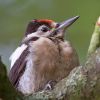 Great_Spotted_Woodpecker100817-0390.jpg