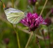 Green-veined_White.jpg