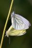 Green-veined_White100717-6427.jpg