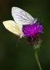 Green-veined_White100717-6438.jpg