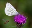 Green-veined_White100805-7791.jpg