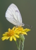 Green-veined_White110823-3944.jpg