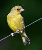 Greenfinch100925-2738.jpg