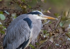 Grey-Heron.jpg