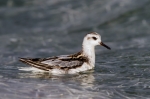 Grey-Phalarope.jpg