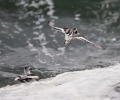 Grey-Phalarope1.jpg