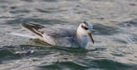 Grey_Phalarope.jpg